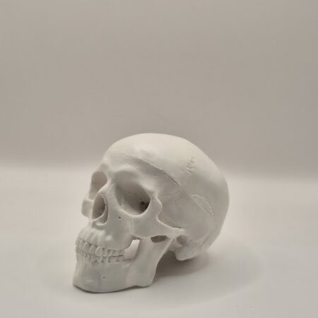 Cráneo modelo anatómico (escala 1:2)
